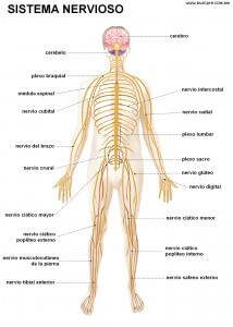 sistema nervioso periferico