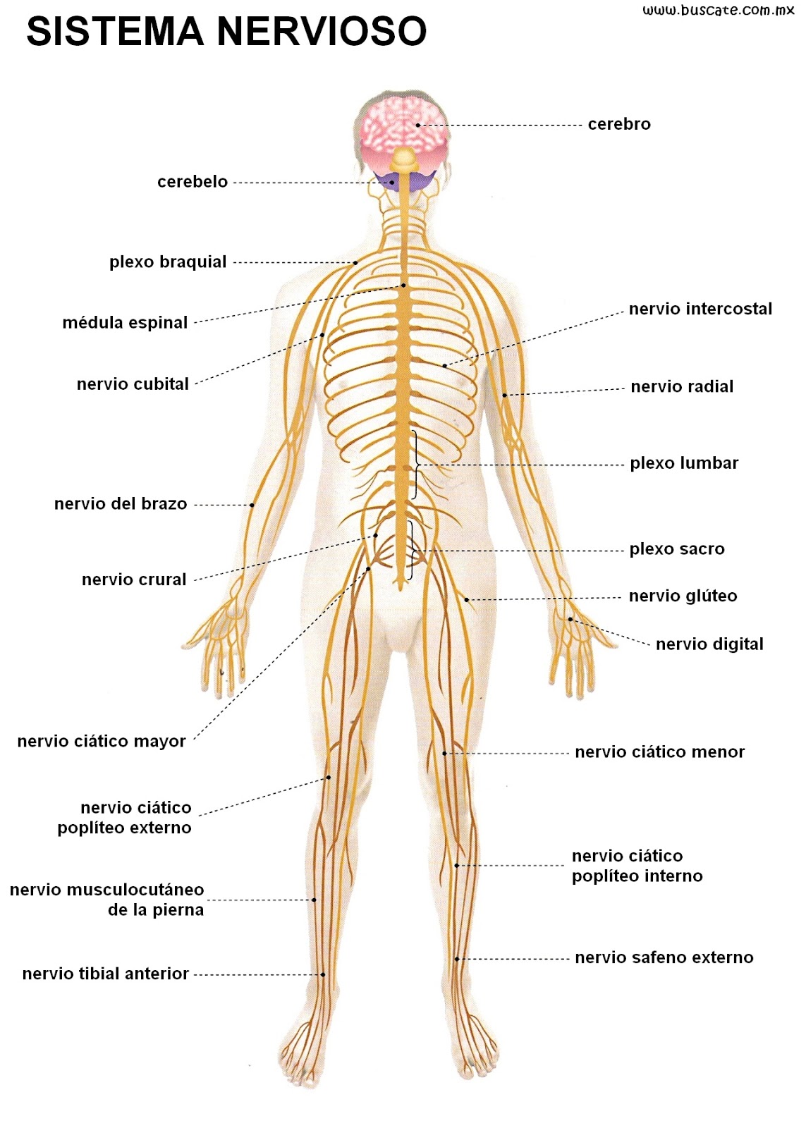 Resultado de imagen para sistema nervioso