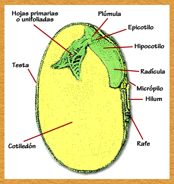 Resultado de imagen para partes de la semilla